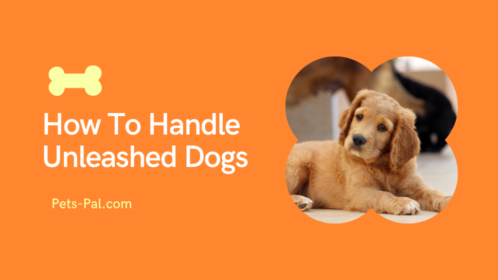 How To Handle Unleashed Dogs