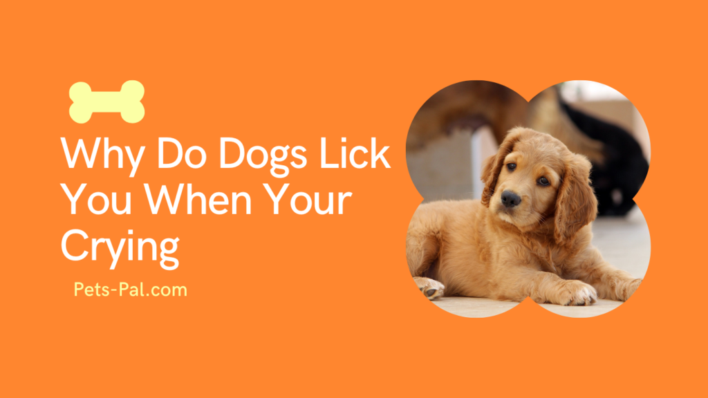Why Do Dogs Lick You When Your Crying