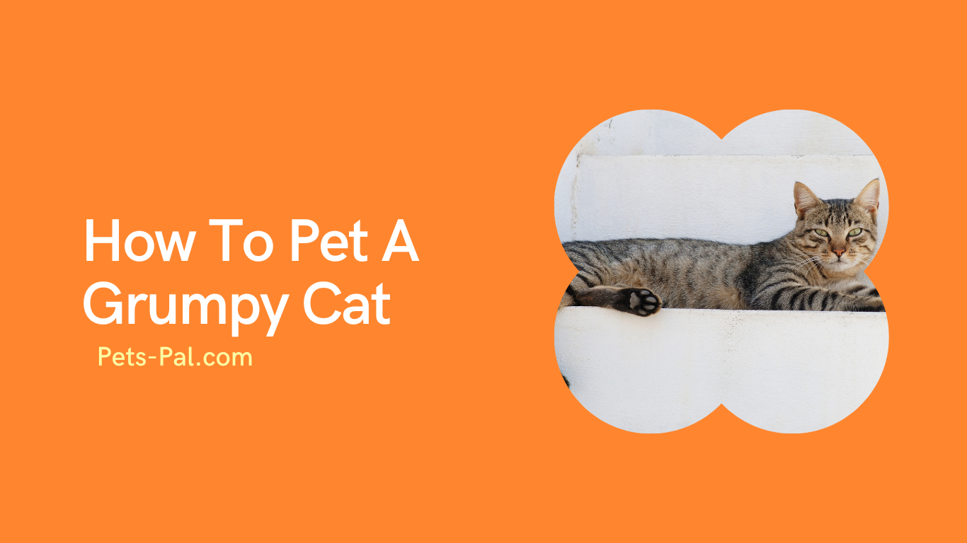 How To Pet A Grumpy Cat