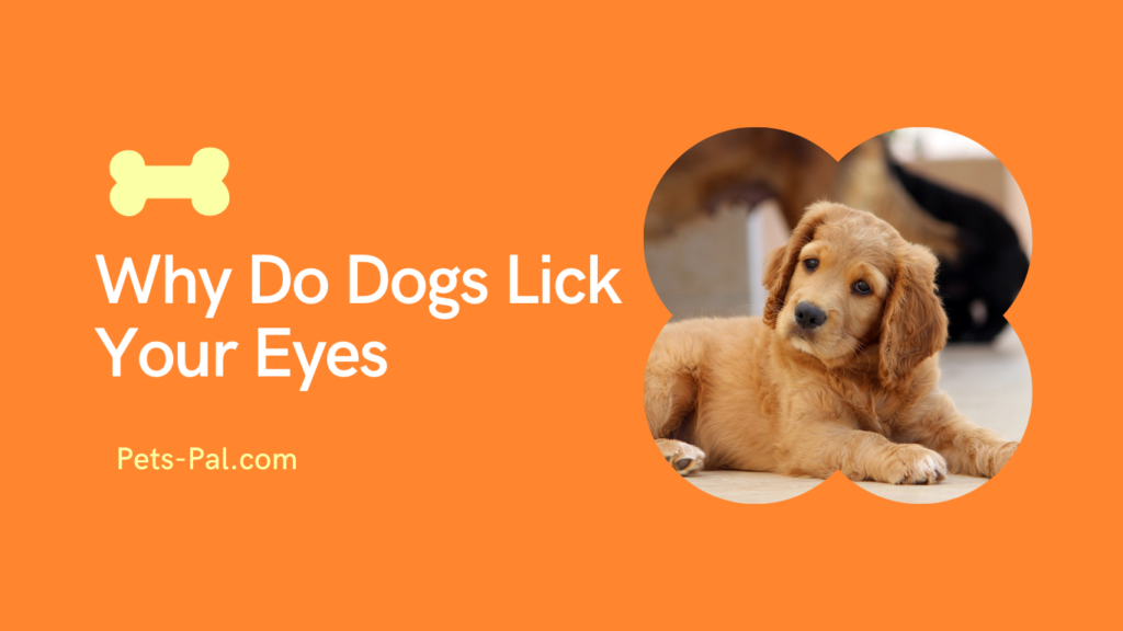 Why Do Dogs Lick Your Eyes