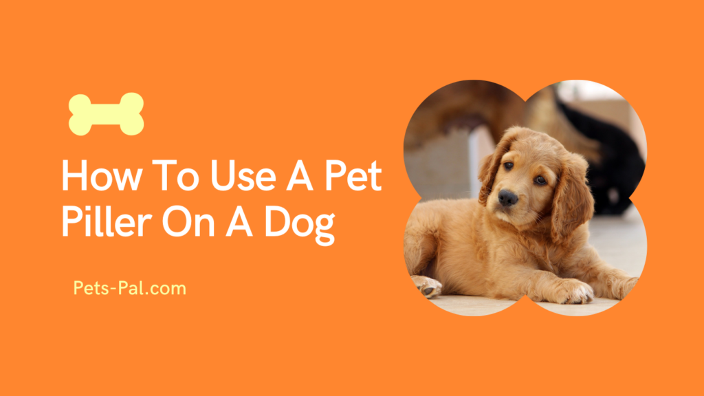 How To Use A Pet Piller On A Dog