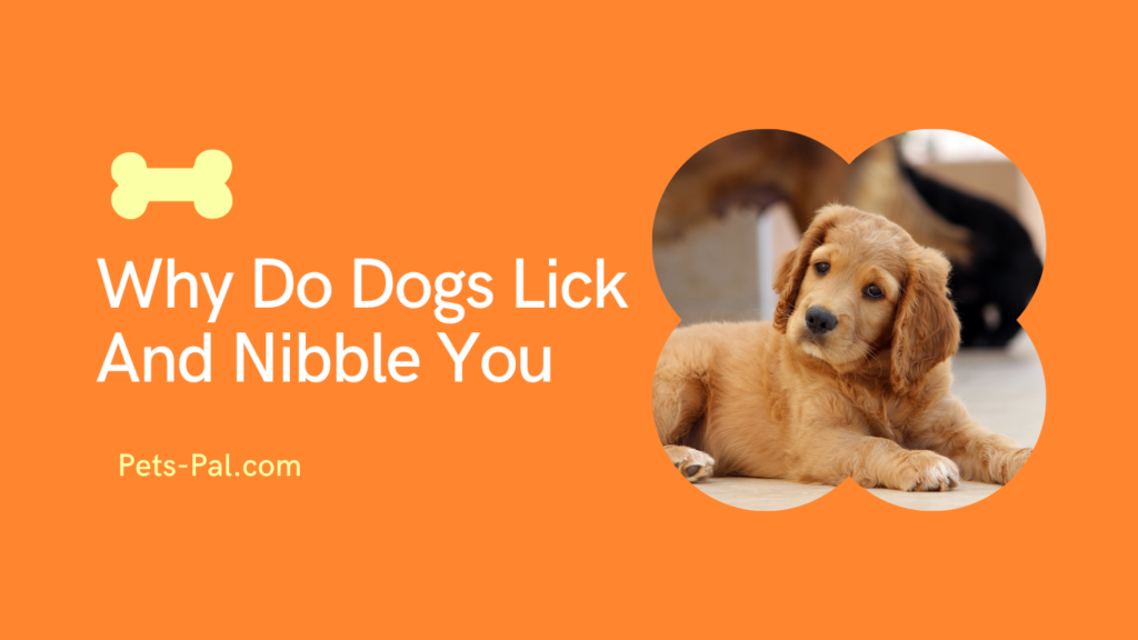 Why Do Dogs Lick And Nibble You