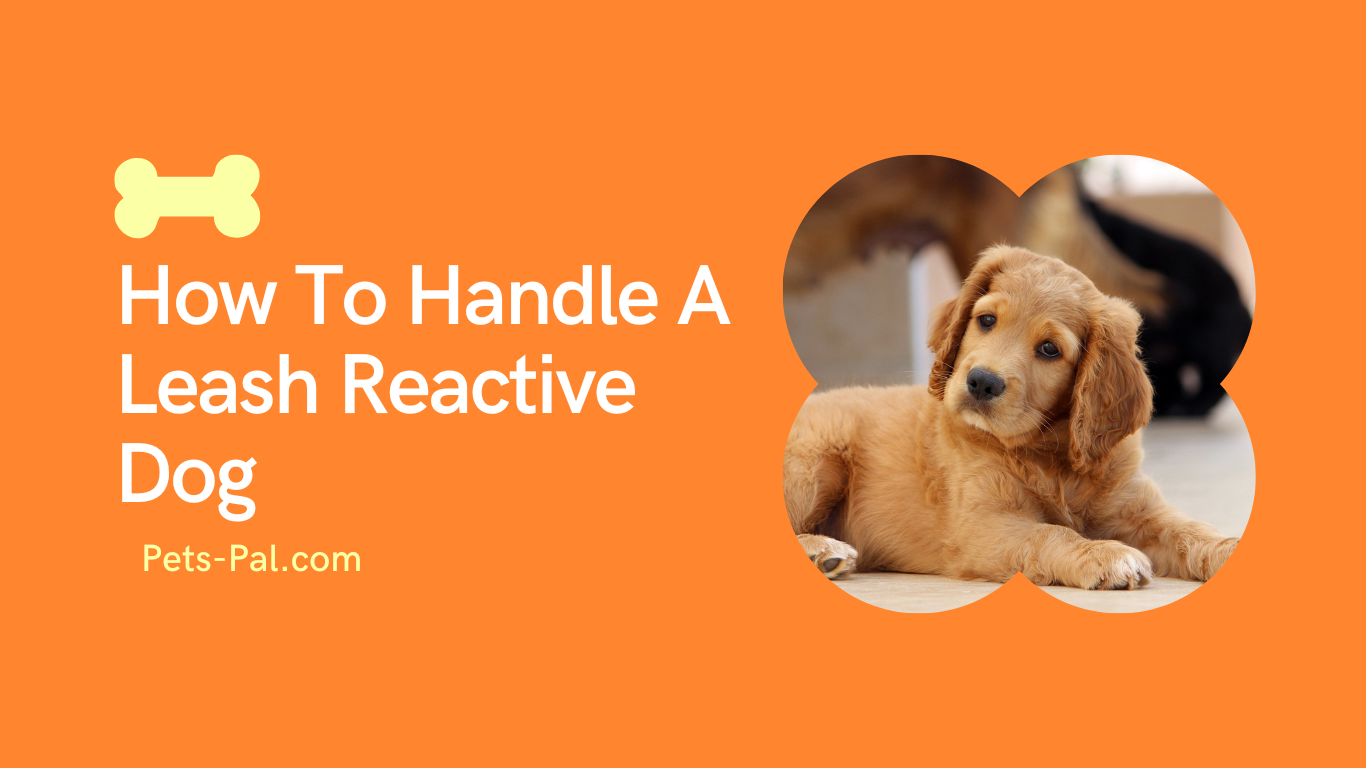 How To Handle A Leash Reactive Dog