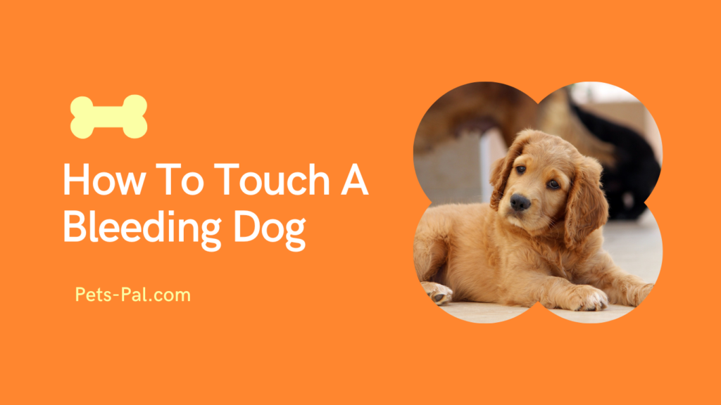 How To Touch A Bleeding Dog