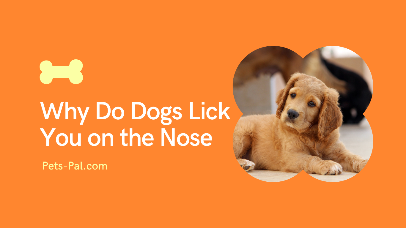 Why Do Dogs Lick You On The Nose