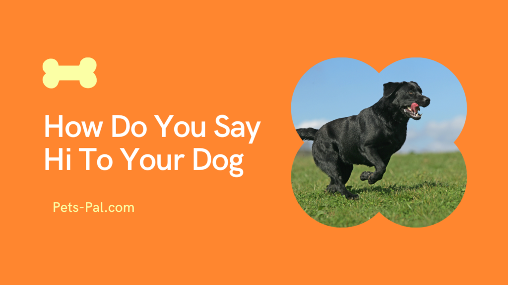 How Do You Say Hi To Your Dog