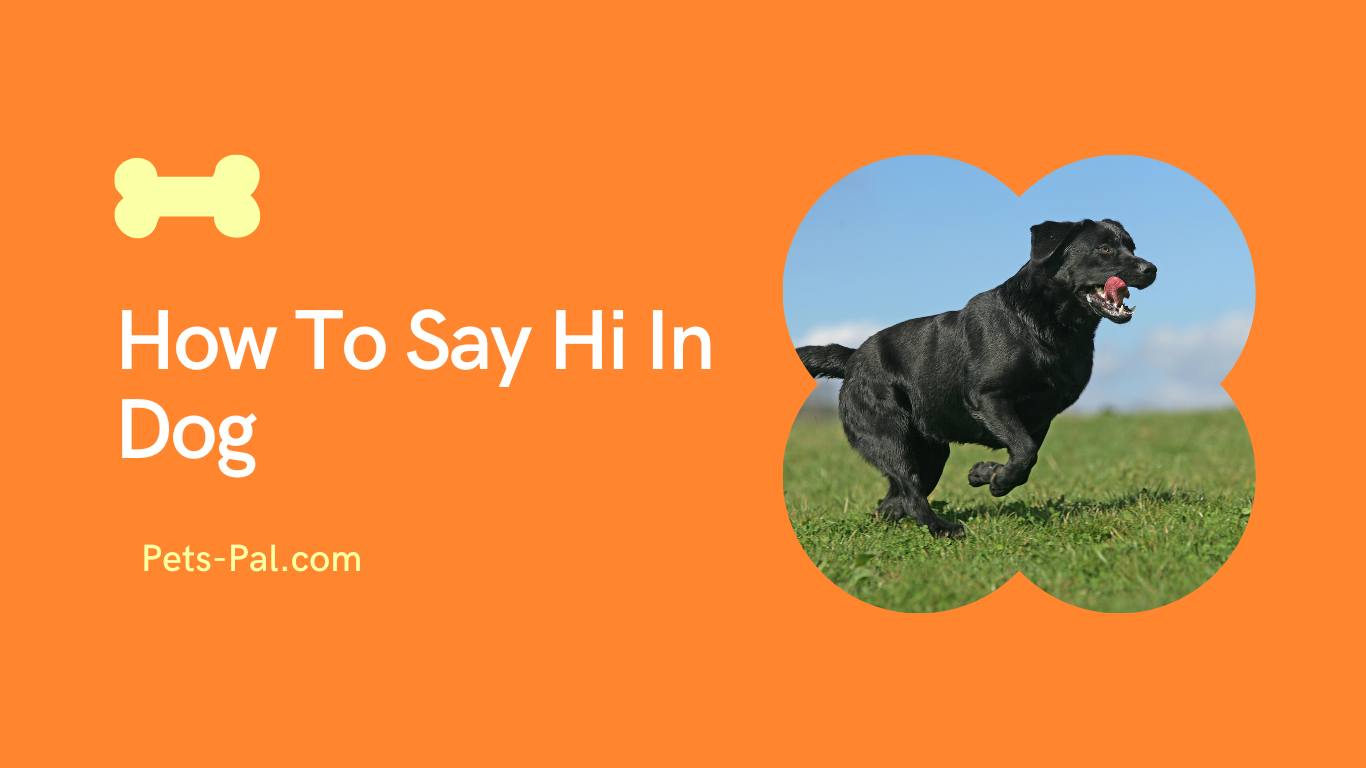 How To Say Hi In Dog