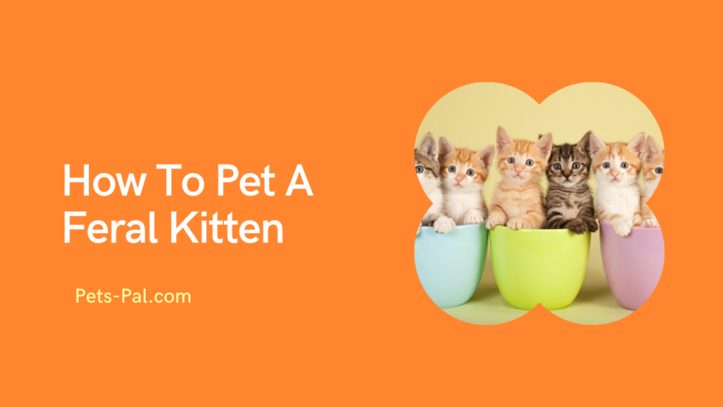 How To Pet A Feral Kitten