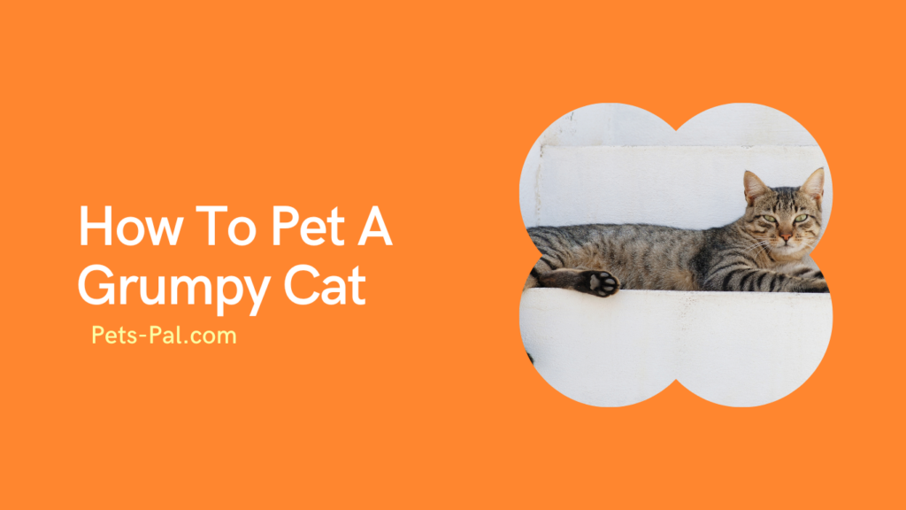 How To Pet A Grumpy Cat