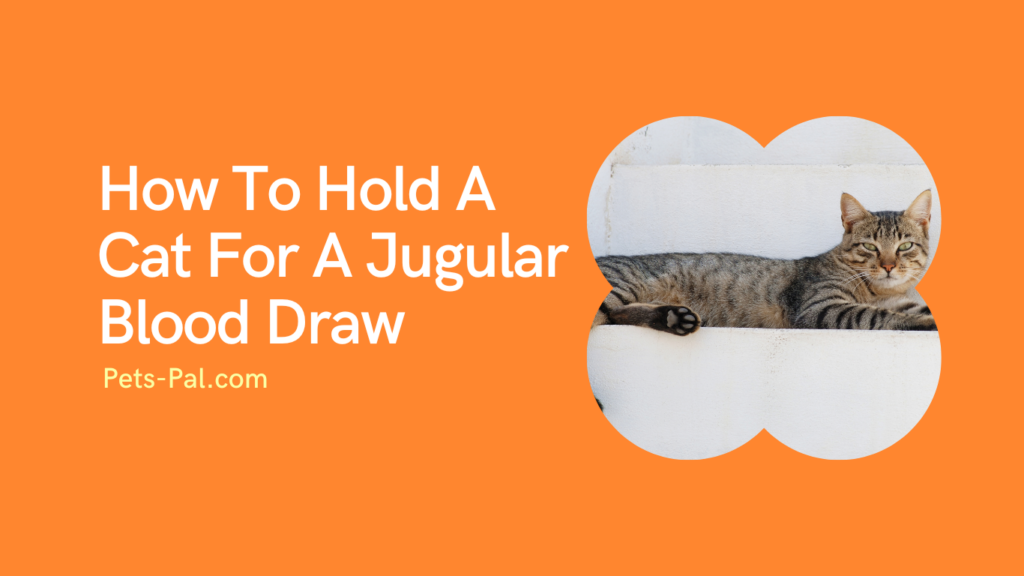 How To Hold A Cat For A Jugular Blood Draw