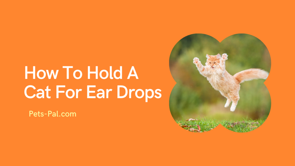 How To Hold A Cat For Ear Drops