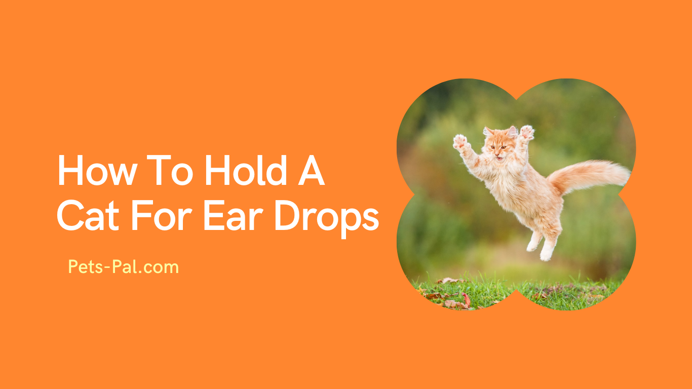 How To Hold A Cat For Ear Drops