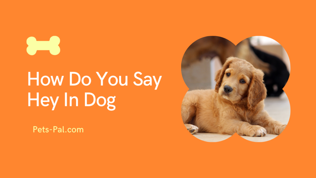 How To Say Hello To Your Dog?