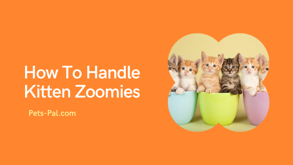 How To Handle Kitten Zoomies
