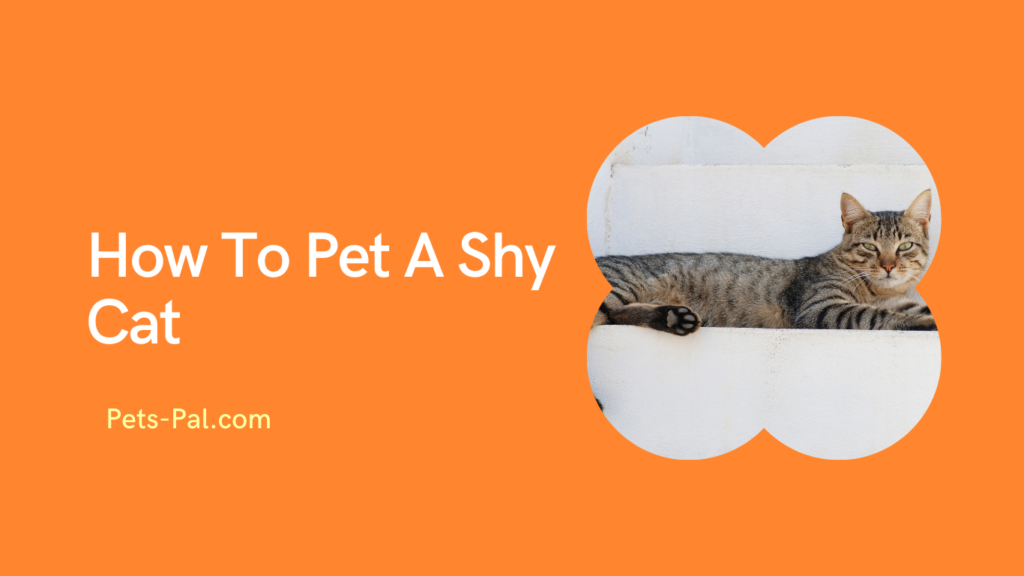How To Pet A Shy Cat