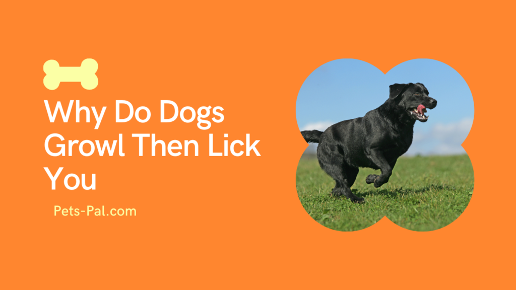 Why Do Dogs Growl Then Lick You