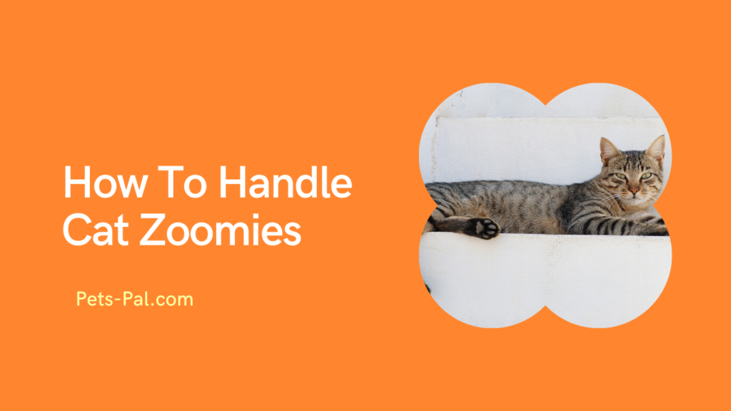 How To Handle Cat Zoomies