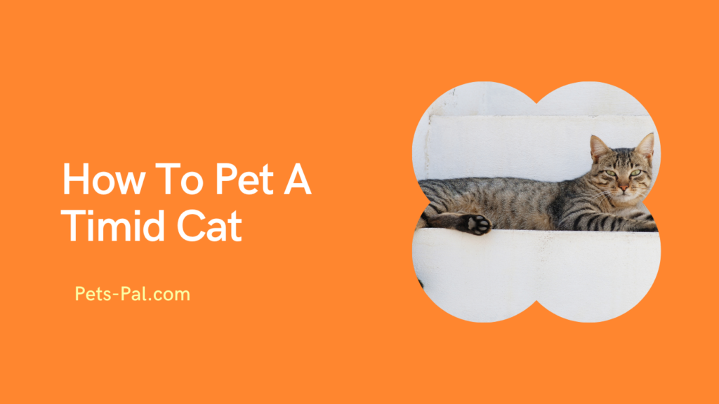 How To Pet A Timid Cat